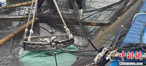 忆融速配 福建宁德30吨活水鱼搭上“快线”出口日本